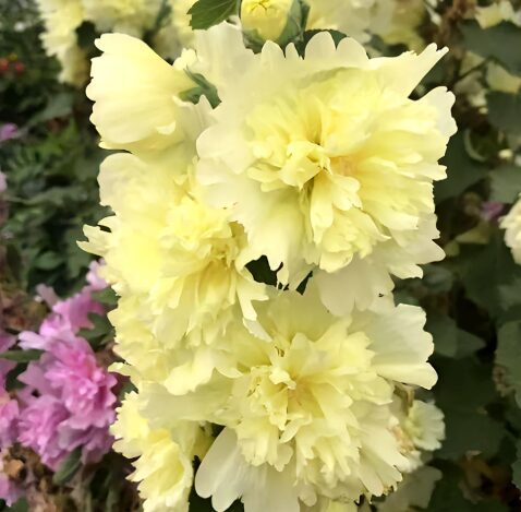 Podu kāršroze 'Spring Celebrity Lemon'